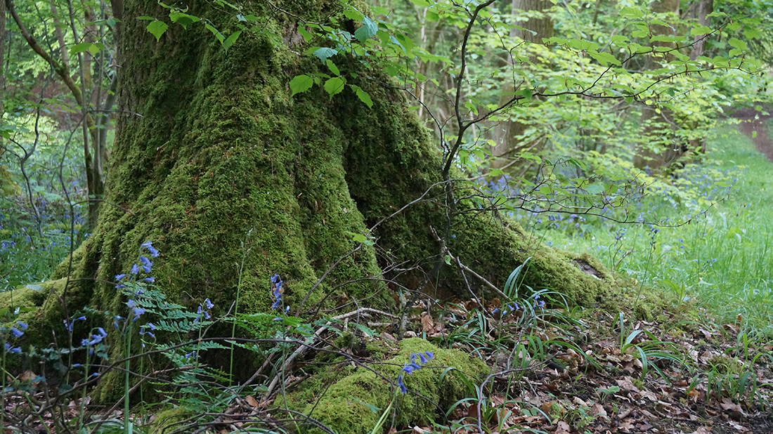 a close up of the roots of a tree covered in moss with bluesbells growing around it in the summertime